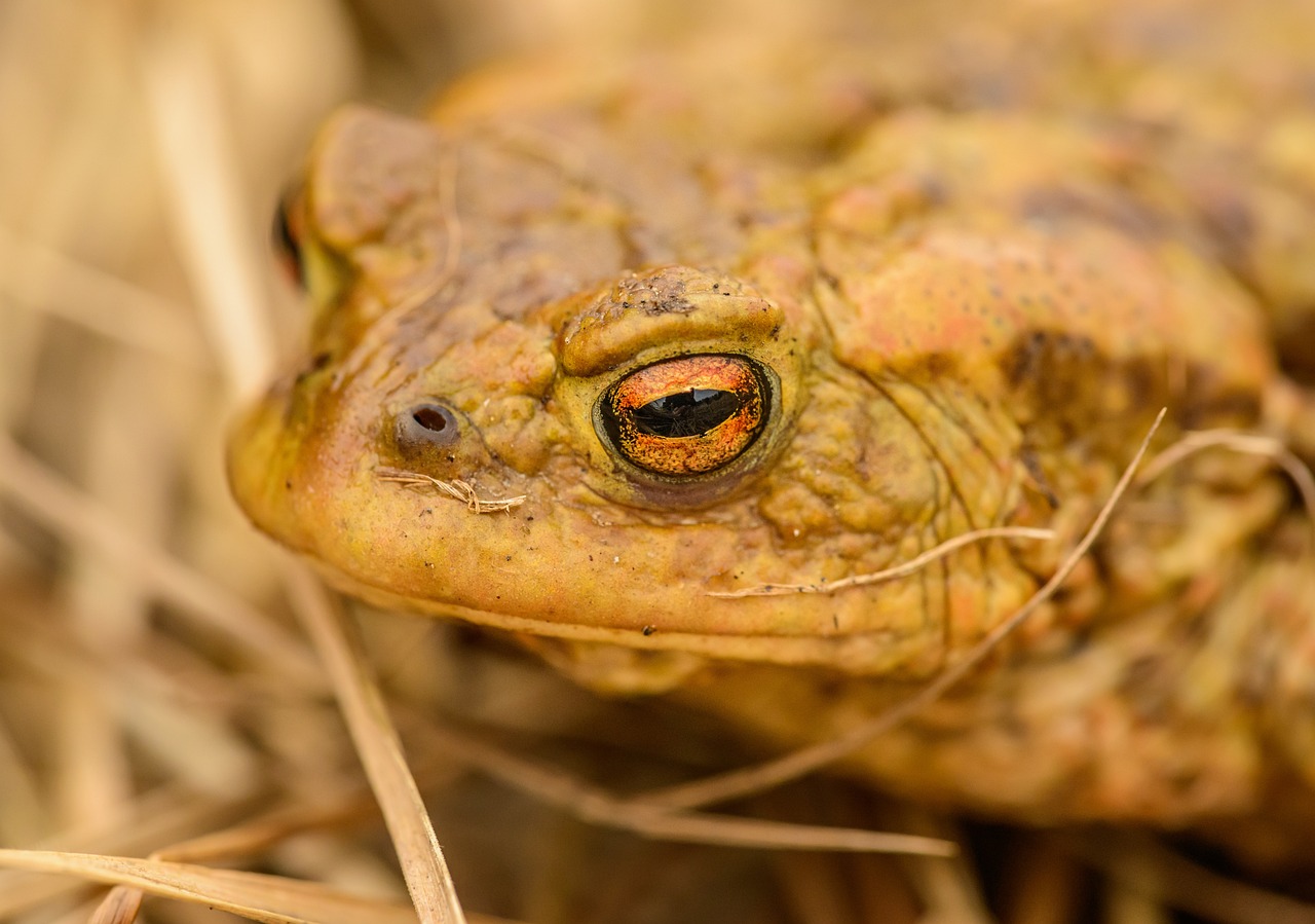 All about Amphibians - Contributions of Amphibians to Ecosystems